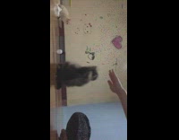 Girl uses clicker cats high five pt. 2
