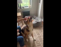 Dog balancing treat on snout