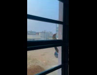 Collab PubityPets - Wild Bird Pecks on Glass Window from Outside