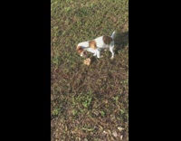 Pet dog plays with a rock on the ground