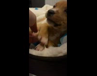 Brown puppy dog white blanket elephant toy 