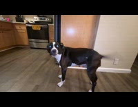 Dog whining and crying over food 