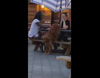 Dog sitting on chair backwards next to two women