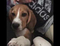 Collab Pets For All - Girl shakes head of brown beagle dog