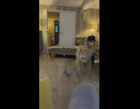 Big dog runs around living room pushing things around