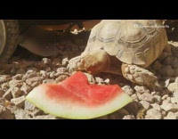 Turtle tortoise eats watermelon slice rocks 