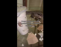 Box of chicken wings and fries destroyed lizard walking around