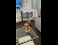 Golden retriever puppy runs into crate door 