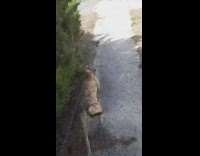 Brown brindle dog screams on walk leash 