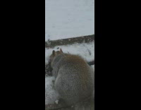 Squirrel eat some corn seeds from snow