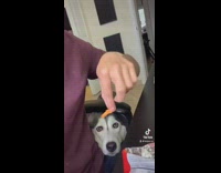 Husky waits for cheeto treat