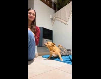 Dog tries to bite owner doing tiktok