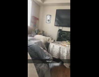 White dog on couch head on table 