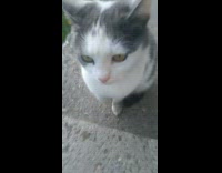 Grey Cat Stares at Camera Sitting Down 