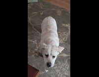 Pet dog fails to catch the popcorn midair