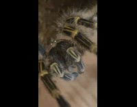 Large brown yellow spider glass terrarium tank 