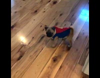 Pug puppy dog wears superman costume cape 