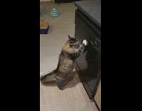 Cat scratches fridge 