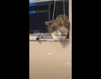 Cat stuck in window blinds string