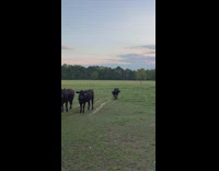 Cow has a strange mark on its head