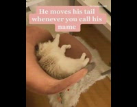 Cat laying in chair moves tail charlie 