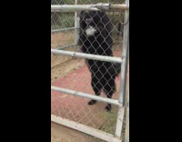 Dog excited jump at fence goat face