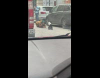 Man Takes Pictures of Dog on Street