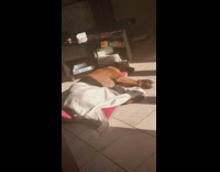 Dog sleep bark and wag tail sunlight