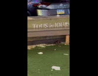 Collab WINY - Rat infestation of New York street sheds