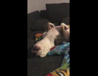 Blind pit bull growls while laying on couch 