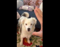 Deaf dog knows speak hand sign