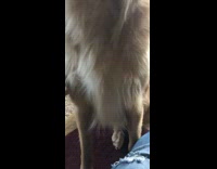 Golden retriever chews on big blue pacifier toy