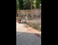 Woman tells dog to come inside and whines 