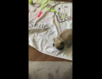 Collab PLC - Pug puppy dog tries to jump couch 