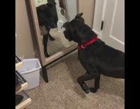 Dog black red collar stare mirror wag tail