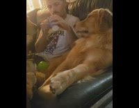 Collab Pets For All - Guy golden retriever dog treat red straw