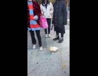 Woman walking with pet duck on leash