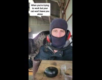 Cat Plays with Man as he Vibes