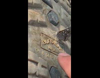 Wild Butterfly gets nectar from the bottom of a boot