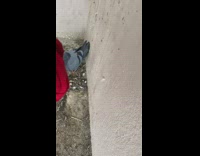 Pigeon tries to fight back to protect her babies