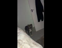 Collab Clips MPUGC - Dog checks in hooman 