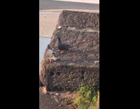 Two pigeon birds mate on rock street