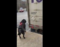 Black dog watch reversing truck part 2