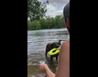 Dog in lake catches frisbee multiple times 