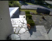 Curious orange cat follows snake footage