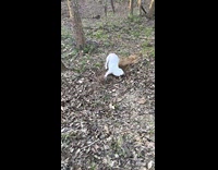 Dog gets zoomies goes wild at woods
