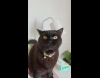 Cat sneezes with funny face multiple times