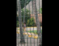 Grey shorts girl attempts selfie with peacock