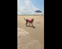 Dog pink harness beach slow motion