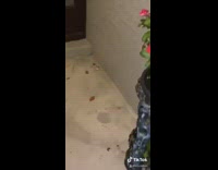 Guy throws rock at spider babies run 